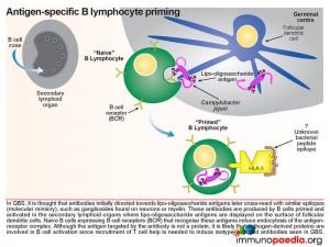 Antigen specific B lymphocyte priming