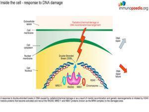 Ataxia-telangiectasia_Page_2.1