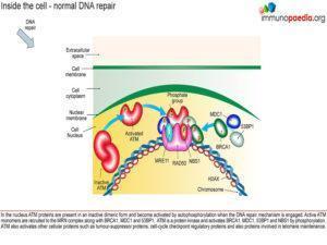 Ataxia-telangiectasia_Page_3.1