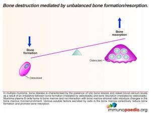 Bone destruction mediated by unbalanced bone formation/resorption