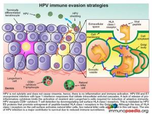 HPV immune evasion strategies
