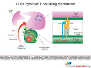 CD8+ cytotoxic T cell killing mechanism
