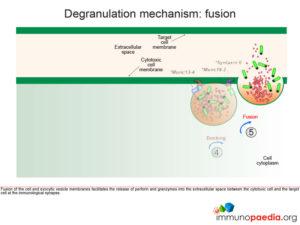 Degranulation mechanisn: fusion