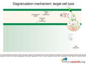 degranulation mechanism: target cell lysis