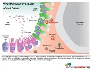 Mycobacterial crossing of cell barrier