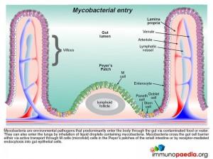 Mycobacterial entry