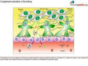 Post-streptococcal glomerular-nephritis_Page_08.1