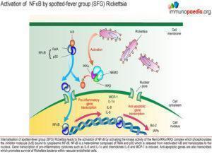 Rickettsia immunity_Page_1.1