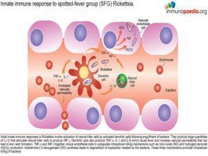 Rickettsia immunity_Page_2.1