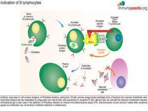 Rickettsia immunity_Page_4.1