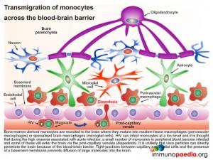 Transmigration-of-monocytes-across-the-blood-brain-barrie