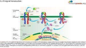 Ulcerative colitis_Page_3