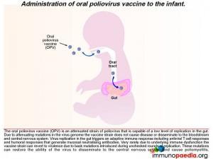 Administration of oral poliovirus vaccine to the infant