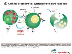 Antibody Dependent cell cytotoxicity by natural killer cells