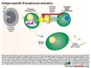 Antigen specific B lymphocyte activation