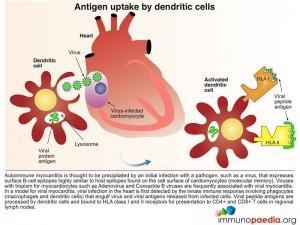 Antigen uptake by dendritic cells