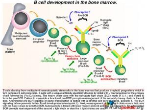 B cell development in the bone marrow