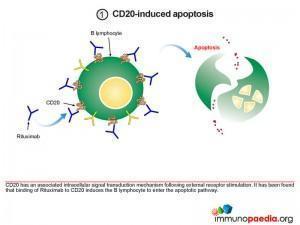 CD20 induced Apoptosis