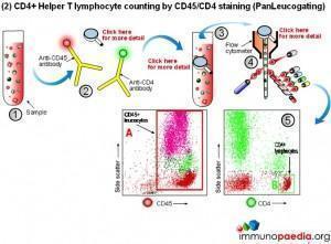 cd4-helper-T-lymphocyte-counting-by-cd45-cd4-staining-panleucogating