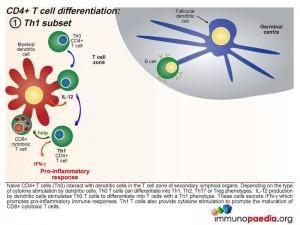 CD4 T cell differentiation TH1 subset