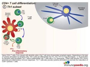 CD4 Tcell differentiation- Th1 subset