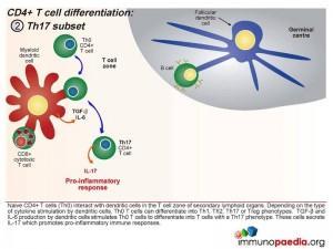 CD4 Tcell differentiation TH17subset