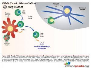 CD4 T cell differentiation treg subset