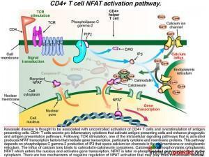 CD4 T cell NFAT activation pathway