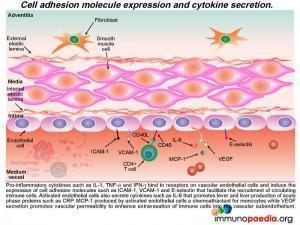 Cell adhesion molecule exression and cytokine secretion