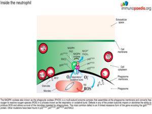 chronic granulomatous disease_Page_3.1