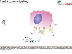 classical complement activation_Page_1.1