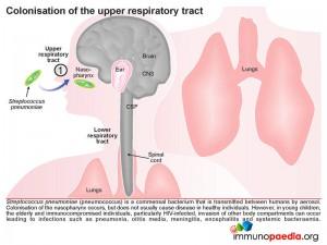 Colonisation of the upper respiratory tract