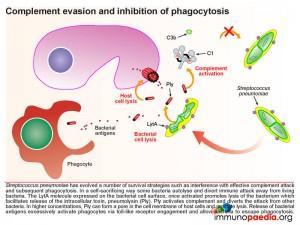 Complement evasion and inhibition of phagocytosis