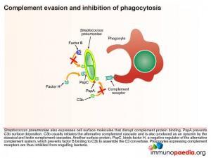 Complement evasion and inhibition of phagocytosis