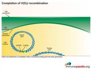 Completion of V(D)J recombination
