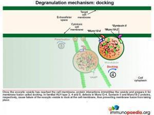 degranulation-mechanism-docking