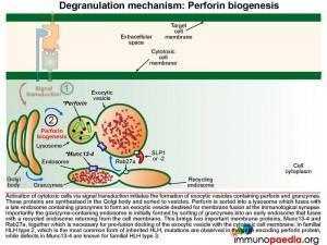 degranulation-mechanism-perforin-biogenesis