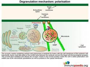 degranulation-mechanism-polarisation