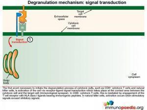 degranulation-mechanism-signal-transduction