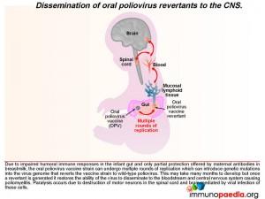 Dissemination of oral poliovirus revertants to the CNS