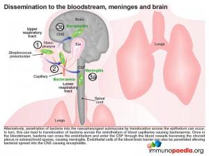 Dissemination to the bloodstream meninges and brain