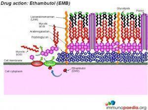 drug-action-ethambutol