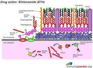 drug-action-ethionamide-eth