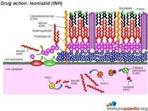 drug-action-isoniazid