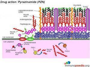 drug-action-pyrazinamide-pzn