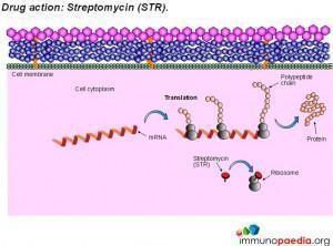 drug-action-streptomycin-str