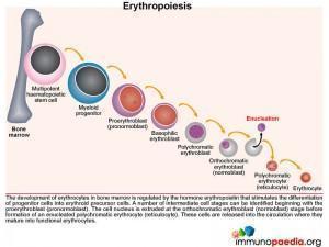 Erythropoiesis