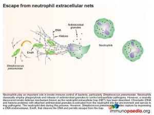 Escape from neutrophil extracellular nets