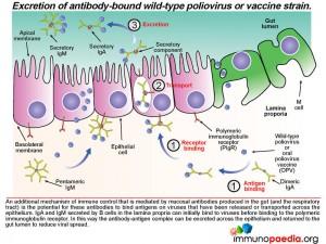 Excretion of antibody bound wild-type poliovirus or vaccine strain