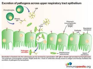 Excretion of pathogens across upper respiratory tract epitheliium